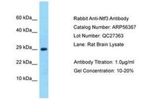 Image no. 1 for anti-Neurotrophin 3 (NTF3) (AA 23-72) antibody (ABIN6749937) (Neurotrophin 3 Antikörper  (AA 23-72))