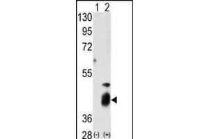 Western blot analysis of DUSP7 (arrow) using DUSP7 Antibody (N-term) (R).
