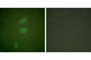Peptide - +Immunofluorescence analysis of NIH/3T3 cells, using HDAC5 antibody (#C0225). (HDAC5 Antikörper)