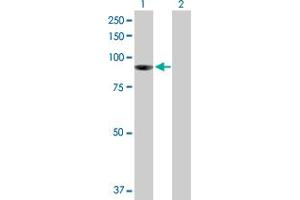 Western Blot analysis of PIBF1 expression in transfected 293T cell line by PIBF1 MaxPab polyclonal antibody. (PIBF1 Antikörper  (AA 1-757))