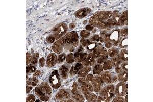 Immunohistochemical staining of human stomach with KIAA1919 polyclonal antibody  strong cytoplasmic positivity in glandular cells.