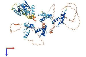 Myoneurin Protein (MYNN) (AA 1-610) (His tag)