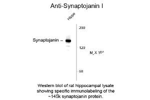Western blot of Anti-Synaptojanin 1 (Mouse) Antibody - 212-301-E35 Western Blot of Mouse anti-Synaptojanin 1 antibody.