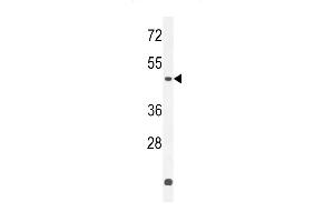 Z Antibody (C-term) (ABIN654731 and ABIN2844419) western blot analysis in K562 cell line lysates (35 μg/lane). (ZNF572 Antikörper  (C-Term))