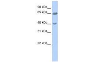 Image no. 1 for anti-Zinc Finger Protein 226 (ZNF226) (AA 575-624) antibody (ABIN6740439) (ZNF226 Antikörper  (AA 575-624))