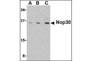 Western blot analysis of Nop30 in mouse muscle tissue lysate with this product at (A) 0. (NOL3 Antikörper  (C-Term))