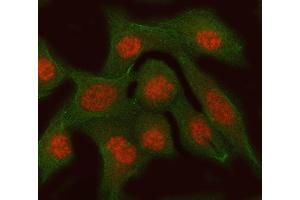 IF analysis of RFC3 using anti-RFC3 antibody (ABIN7602126) and anti-Tubulin Alpha antibody (ABIN7600339).