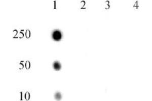 RNA Pol II CTD phospho Thr4 pAb tested by dot blot analysis. (Rpb1 CTD Antikörper  (pThr4, Thr4))