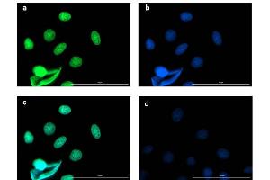 Immunofluorescence microscopy of BCL3 Immunofluorescence microscopy of Anti-BCL3 in Caco-2 cells using FITC-conjugated Fluorescent anti-rabbit IgG  for detection. (BCL3 Antikörper  (C-Term))