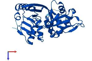 GLYAT Protein (AA 1-296) (His tag)