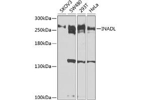 Western blot analysis of extracts of various cell lines, using INADL antibody (ABIN6131803, ABIN6142438, ABIN6142440 and ABIN6224550) at 1:1000 dilution.