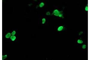 Image no. 1 for anti-T-Cell Acute Lymphocytic Leukemia 1 (TAL1) antibody (ABIN1501290) (TAL1 Antikörper)