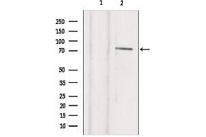 Western blot analysis of extracts from hepg2, using TBX2 Antibody. (TBX2 Antikörper  (C-Term))