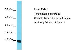 Host: Rabbit Target Name: MRPS36 Sample Tissue: Human Hela Whole Cell Antibody Dilution: 1ug/ml