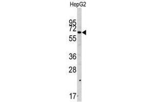 Image no. 1 for anti-SWAP Switching B-Cell Complex 70kDa Subunit (SWAP70) (Middle Region) antibody (ABIN356932) (SWAP70 Antikörper  (Middle Region))