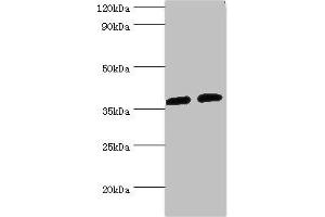 Western blot All lanes: AKR1C3 antibody at 8 μg/mL Lane 1: K562 whole cell lysate Lane 2: Hela whole cell lysate Secondary Goat polyclonal to rabbit IgG at 1/10000 dilution Predicted band size: 37, 24 kDa Observed band size: 37 kDa (AKR1C3 Antikörper  (AA 1-323))