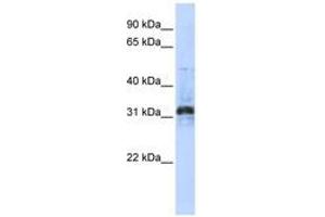 Image no. 1 for anti-Methyltransferase Like 10 (METTL10) (C-Term) antibody (ABIN6741083) (METTL10 Antikörper  (C-Term))