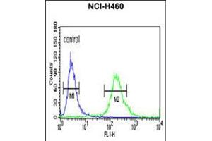 Flow cytometric analysis of NCI-H460 cells (right histogram) compared to a negative control cell (left histogram). (ALG14 Antikörper  (AA 67-93))