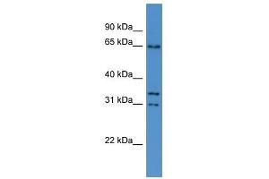 Cpne5 antibody used at 0.