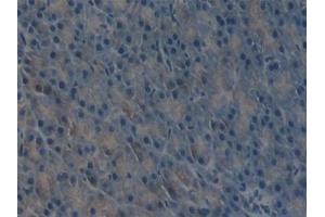 Detection of uPA in Mouse Pancreas Tissue using Polyclonal Antibody to Plasminogen Activator, Urokinase (uPA) (PLAU Antikörper  (AA 180-433))