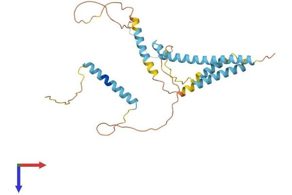 CAMLG Protein (AA 1-294) (His tag)