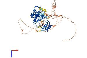 RIPK3 Protein (AA 1-486) (His tag)