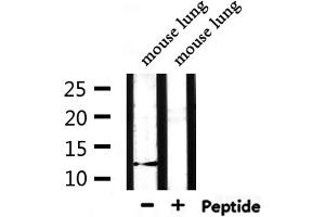 Western blot analysis of extracts from mouse lung, using XCL1/2 Antibody. (XCL1/XCL2 Antikörper)