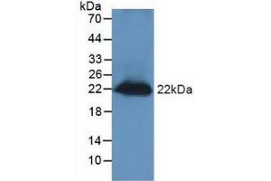 Western blot analysis of Mouse Testis Tissue. (REG3g Antikörper  (AA 45-152))