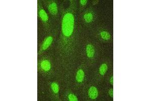 IF analysis of HAUSP/USP7 using anti-HAUSP/USP7 antibody (ABIN5693267).