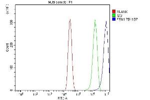 anti-Flap Structure-Specific Endonuclease 1 (FEN1) (AA 4-300) antibody