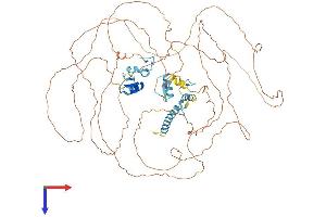 ZNF828 Protein (AA 1-812) (His tag)