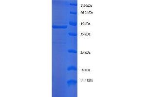 SDS-PAGE (SDS) image for Endosulfine alpha (ENSA) (AA 1-121), (full length) protein (GST tag) (ABIN7479221)