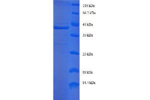 Endosulfine alpha (ENSA) (AA 1-121), (full length) protein (GST tag)