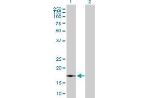 Western Blot analysis of UBL4B expression in transfected 293T cell line by UBL4B MaxPab polyclonal antibody. (UBL4B Antikörper  (AA 1-174))