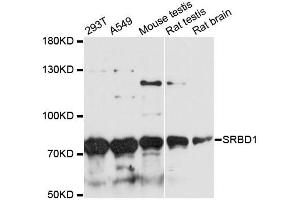Western blot analysis of extracts of various cell lines, using SRBD1 antibody. (SRBD1 Antikörper)