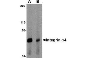 Western Blotting (WB) image for anti-Integrin alpha 4 (ITGA4) (Middle Region 2) antibody (ABIN1031199) (ITGA4 Antikörper  (Middle Region 2))