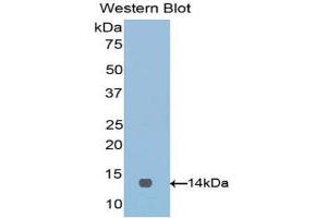 Western Blotting (WB) image for anti-V-Set Domain Containing T Cell Activation Inhibitor 1 (VTCN1) (AA 34-147) antibody (ABIN1860947) (VTCN1 Antikörper  (AA 34-147))