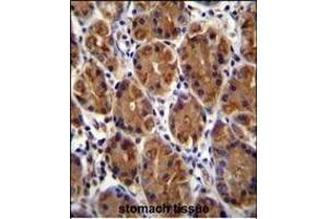 MUC3B Antibody (C-term ) (ABIN655722 and ABIN2845170) immunohistochemistry analysis in formalin fixed and paraffin embedded human stomach tissue followed by peroxidase conjugation of the secondary antibody and DAB staining. (MUC3B Antikörper  (C-Term))