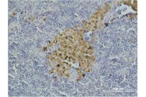 Immunohistochemistry (IHC) analysis of paraffin-embedded Mouse Spleen Tissue using Caspase-8 Monoclonal Antibody.