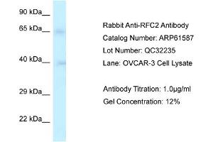 Western Blotting (WB) image for anti-Replication Factor C (Activator 1) 2, 40kDa (RFC2) (Middle Region) antibody (ABIN2788843)