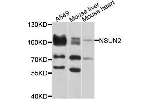 Western blot analysis of extracts of various cell lines, using NSUN2 antibody (ABIN1873963) at 1:1000 dilution. (NSUN2 Antikörper)