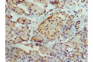 Immunohistochemistry of paraffin-embedded human pancreatic tissue using ABIN7145087 at dilution of 1:100 (AIRE Antikörper  (AA 39-108))