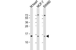 NDUFA7 anticorps  (AA 80-110)