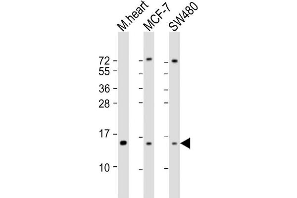 NDUFA7 anticorps  (AA 80-110)