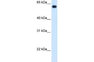 ALDH4A1 antibody used at 1. (ALDH4A1 Antikörper  (C-Term))