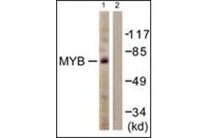 Western blot analysis of extracts from HUVEC cells, using MYB antibody.