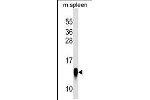 Western blot analysis in mouse spleen tissue lysates (35ug/lane). (CRB3 Antikörper  (AA 67-95))