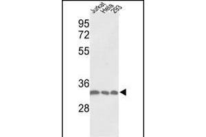 Western blot analysis of PCNA Antibody (C-term) (ABIN389344 and ABIN2839453) in Jurkat, Hela, 293 cell line lysates (35 μg/lane). (PCNA Antikörper  (C-Term))