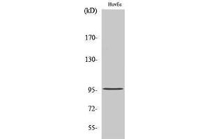 Western Blotting (WB) image for anti-Cell Division Cycle 27 Homolog (S. Cerevisiae) (CDC27) (Internal Region) antibody (ABIN3183810) (CDC27 Antikörper  (Internal Region))