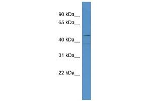 WB Suggested Anti-LOC684800 Antibody Titration: 0. (SMAP1 Antikörper  (N-Term))